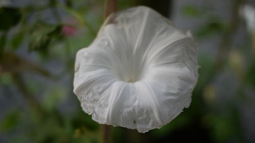 Morning-glory in evening