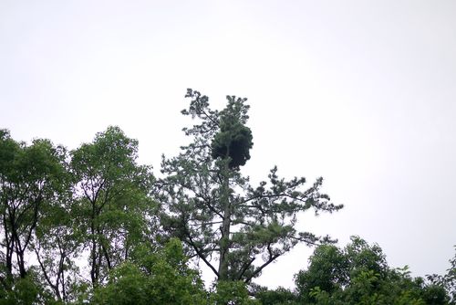 What is the swelling of the top of the tree?