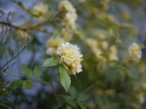 Rosa banksiae