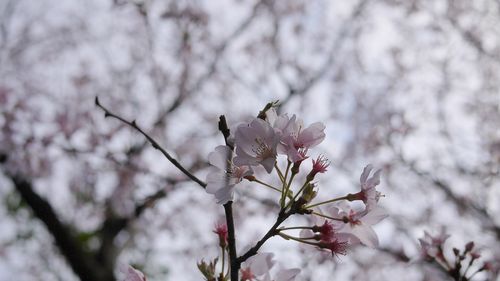 Somei yoshino  - GF1 20mm F1.7