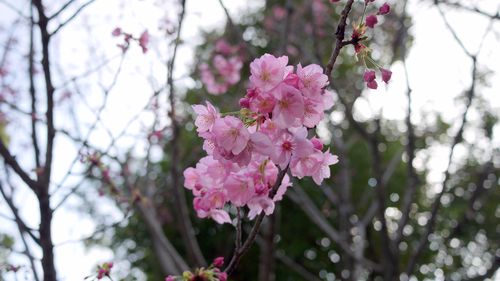 Yokohama Zakura  横濱桜  - GF1 20mm F1.7