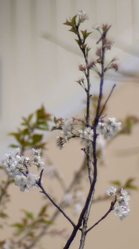 Sakura in neighbors' garden GF1 Noctilux F1 50mm