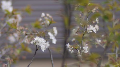 Sakura in neighbors' garden  - GF1 Noctilux F1 50mm