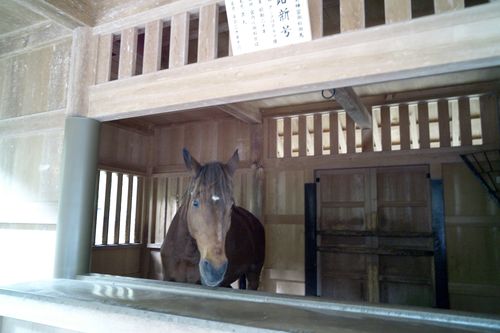 god's horse  -  photo : LEICA M8 + Voigtlander super-wide heliar 15mm F4.5