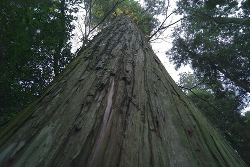 there are many big trees  - photo : LEICA M8 + Tri-Elmer-M 1:4/16-18-21 ASPH