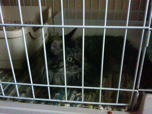 caging a cat